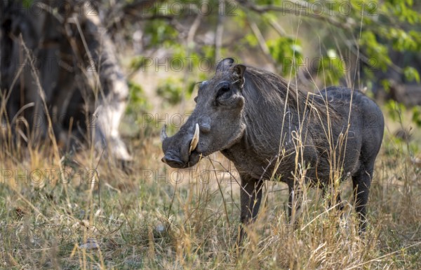 Common warthog (Phacochoerus africanus), Okavango Delta, Moremi Game Reserve, Botswana