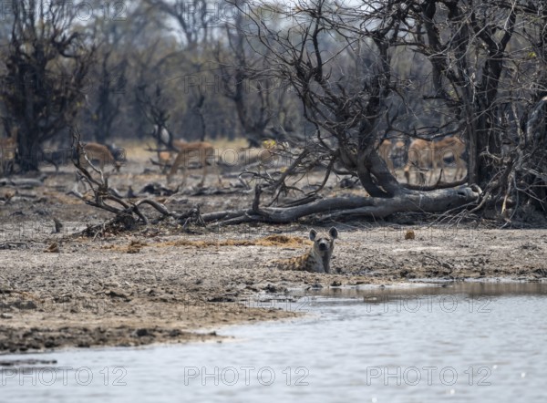 Spotted hyena (Crocuta crocuta) lying at a lake, Okavango Delta, Moremi Game Reserve, Botswana