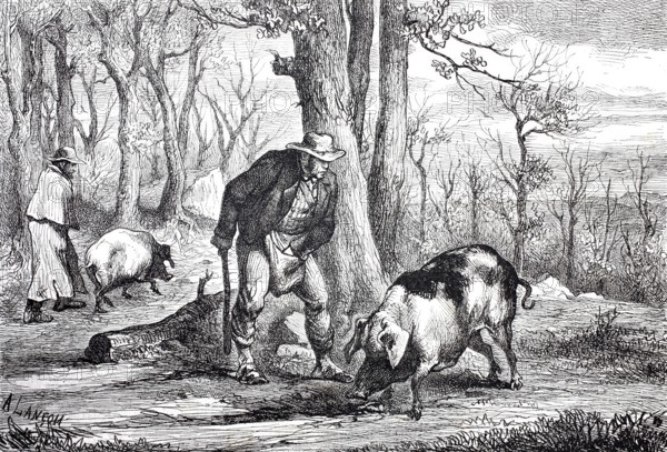 Truffle hunt in the forest with a truffle pig, 1870, Perigord, France, Historical, digitally enhanced reproduction of a 19th century original
