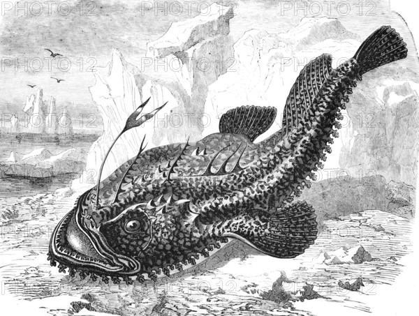 Lophius piscatorius, anglerfish, also known as anglerfish or Lotte, sea frog, historical, reproduction from an original with a scene from the 19th century