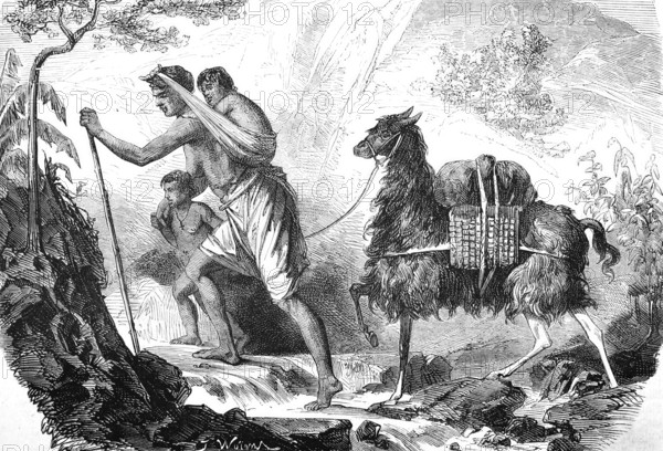 Farmer with children and a llama as a beast of burden, travelling in the mountains, Andes, South America, Historical, Reproduction of a 19th century model with a scene from the 19th century