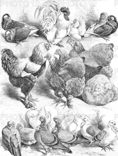 Poultry, Chickens and pigeons of various species, Illustration for the Poultry Exhibition at the Crystal Palace in London in 1869, One country, Historical, Reproduction from an original with a scene from the 19th century