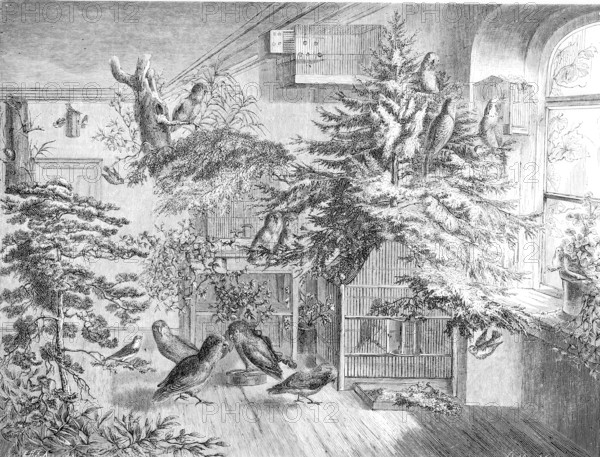 Barred parrot, barred parrots, Forpus, are a genus of small parrots belonging to the New World parrots, Arini, Historical, Reproduction from an original with a scene from the 19th century