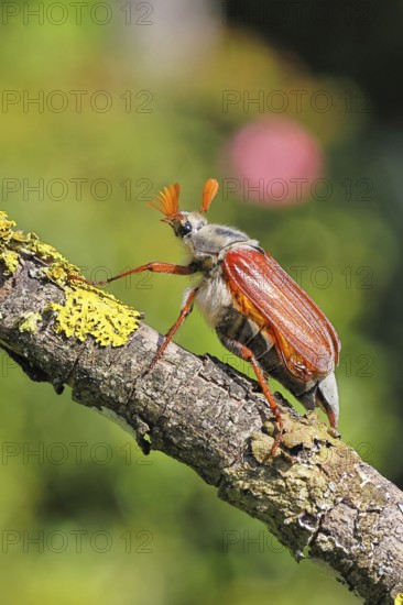 May beetle, wood cockchafer (Melolontha hippocastani), male, on a branch overgrown with lichen, close-up, Wilnsdorf, North Rhine-Westphalia, Germany