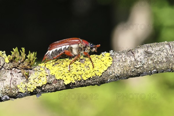 May beetle, wood cockchafer (Melolontha hippocastani), female, on a branch covered with lichen, close-up, Wilnsdorf, North Rhine-Westphalia, Germany