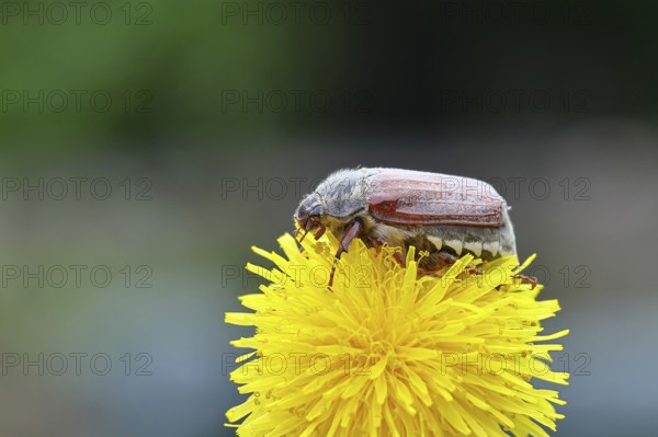 Cockchafer, field cockchafer (Melolontha melolontha), female on a dandelion (Taraxacum) flower, Wilnsdorf, North Rhine-Westphalia, Germany