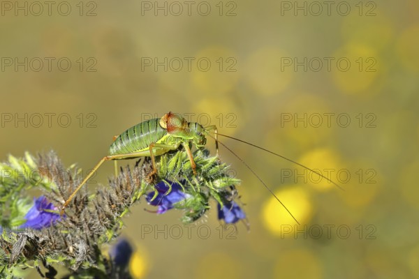 Steppe saddle grasshopper, steppe saddle grasshopper (Ephippiger ephippiger), male, on Viper's bugloss (Echium vulgare), with bokeh in the background, leafhoppers, long-fingered grasshoppers, Red List of Germany, specially protected species, critically endangered, Cochem, Moselle, Rhineland-Palatinate, Germany