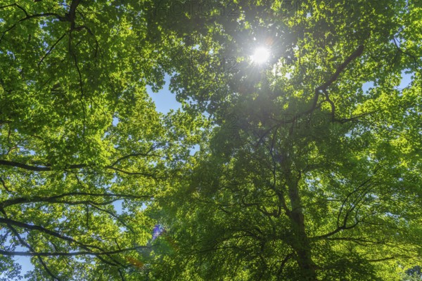View into the sky, Bremen ramparts, formerly part of the city fortifications with rampart and moat, today a park, backlight into the sun, group of trees, history, Bremen, Germany