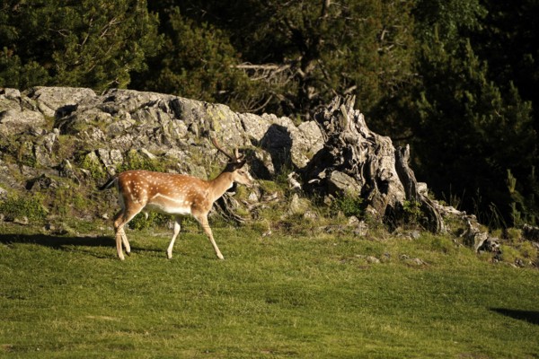 Fallow deer (Dama dama) in the AigÃ¼estortes i Estany de Sant Maurici National Park, Catalonia, Spain