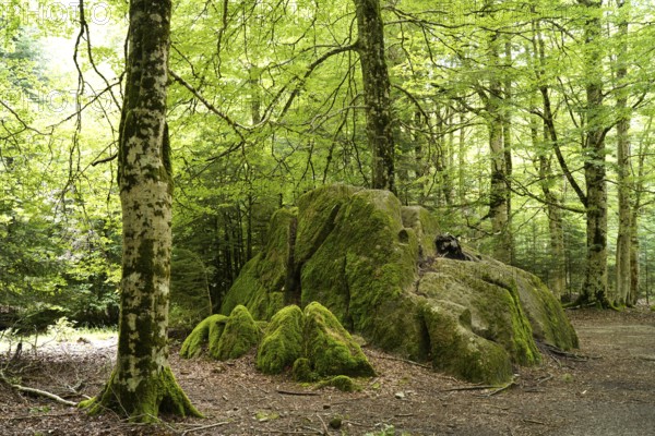 Forest in Ordesa y Monte Perdido National Park, Spain