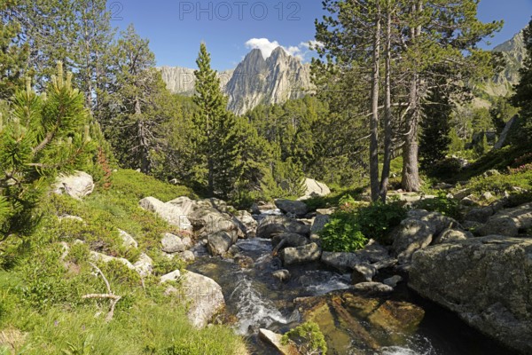 River in the AigÃ¼estortes i Estany de Sant Maurici National Park, Catalonia, Spain