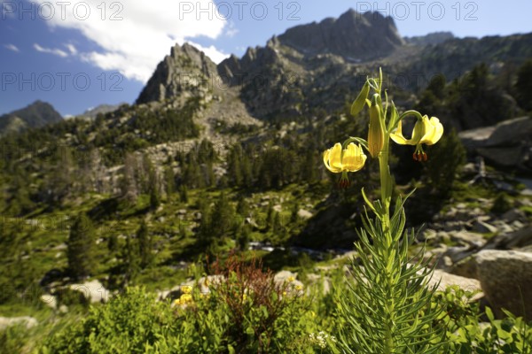 Yellow Turk's cap lily (Lilium martagon) or Turk's cap lily in the AigÃ¼estortes i Estany de Sant Maurici National Park, Catalonia, Spain