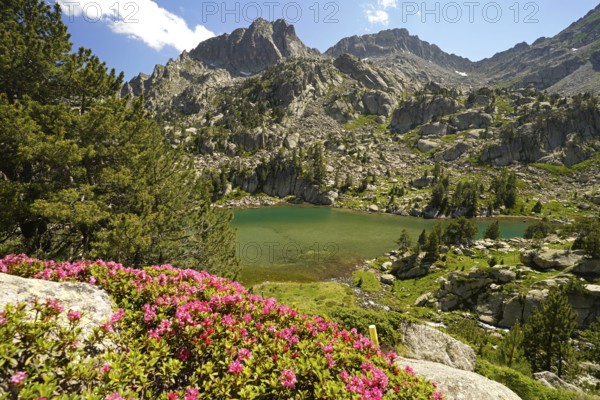 Azalea in bloom at the glacial lake Estany de les Obagues de Ratera or Lagunas Llosas in the AigÃ¼estortes i Estany de Sant Maurici National Park, Catalonia, Spain