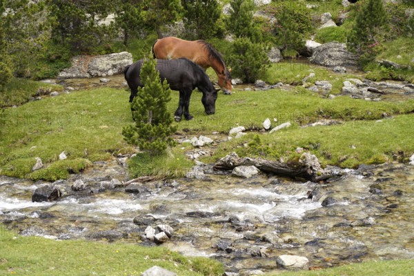 Horses grazing in the AigÃ¼estortes i Estany de Sant Maurici National Park, Catalonia, Spain