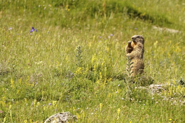 Marmot in the Valle de Otal near Torla-Ordesa, Spain