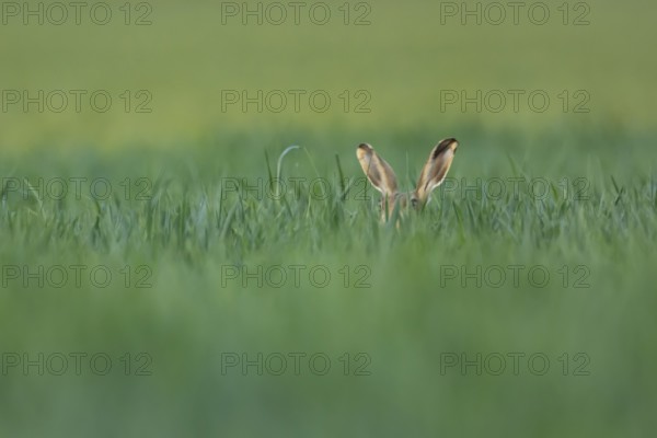European brown hare (Lepus europaeus) adult animal in a farmland field in springtime, England, United Kingdom