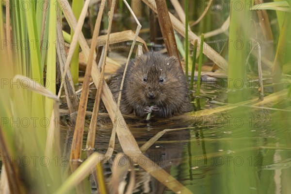 Water vole (Arvicola amphibius) adult animal feeding on a reed plant stem in a pond, England, United Kingdom