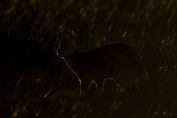 Chinese water deer (Hydropotes inermis) adult animal rim lit with backlighting at sunset standing in a field, England, United Kingdom