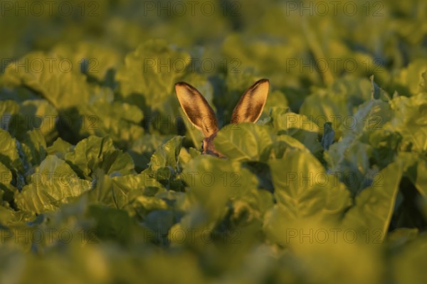 European brown hare (Lepus europaeus) adult animal in a farmland sugar beet field, England, United Kingdom