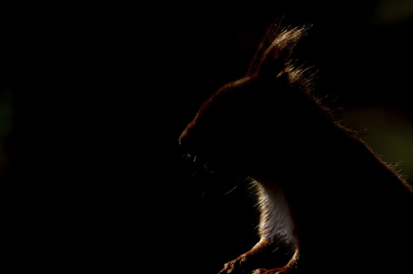 Red squirrel (Sciurus vulgaris) adult animal rim lit with backlighting head portrait, England, United Kingdom