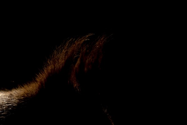 Red squirrel (Sciurus vulgaris) adult animal rim lit with backlighting close up of its ears, England, United Kingdom