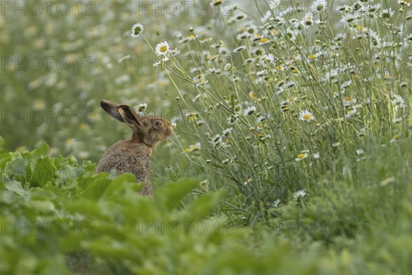 European brown hare (Lepus europaeus) adult animal on the edge of a farmland sugar beet field next to a wildflower margin with Oxeye daisy flowers, England, United Kingdom