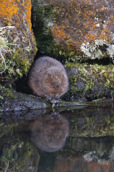 Water vole (Arvicola amphibius) adult animal feeding on a river bank, England, United Kingdom