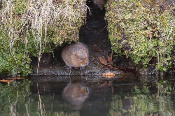 Water vole (Arvicola amphibius) adult animal emerging from a river bank, England, United Kingdom