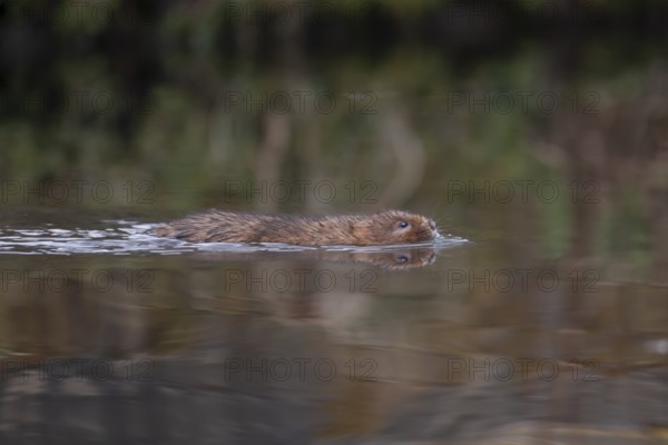 Water vole (Arvicola amphibius) adult animal swimming across a river, England, United Kingdom
