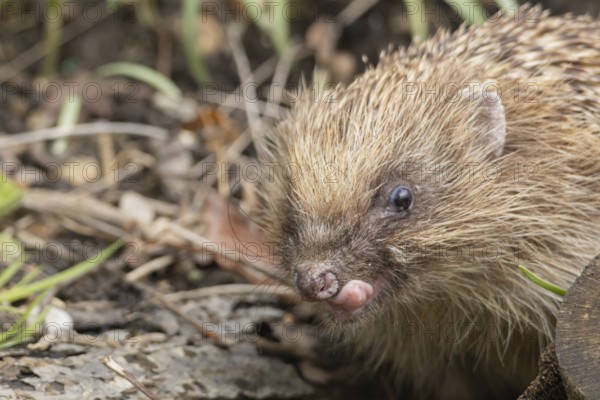 European hedgehog (Erinaceus europaeus) adult animal sticking its tongue out in a garden, England, United Kingdom