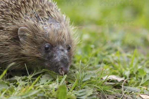 European hedgehog (Erinaceus europaeus) adult animal on a garden grass lawn, England, United Kingdom