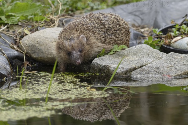 European hedgehog (Erinaceus europaeus) adult animal drinking at a garden pond, England, United Kingdom
