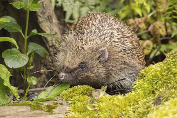 Harry-85491 European hedgehog (Erinaceus europaeus) adult animal in a garden, England, United Kingdom
