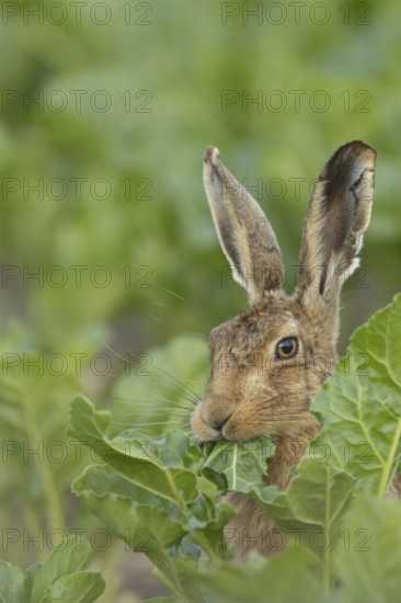 European brown hare (Lepus europaeus) adult animal feeding on a leaf in a farmland sugar beet field, England, United Kingdom