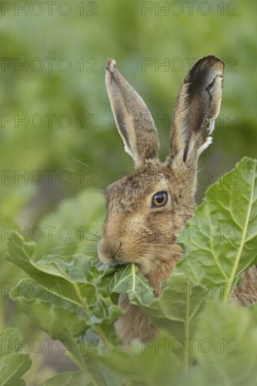 European brown hare (Lepus europaeus) adult animal eating a leaf in a farmland sugar beet field, England, United Kingdom