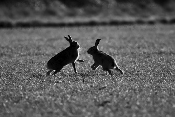 European brown hare (Lepus europaeus) silhouette of two adult animals in a farmland field, England, United Kingdom