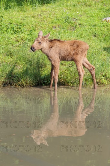 A moose calf (Alces alces) walks along the bank of a shallow stream on a sunny day in search of fresh food. Its reflection can be seen in the water