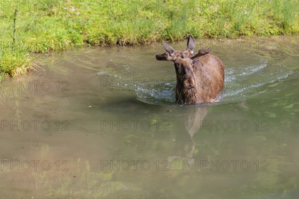 An aggressive bull moose (Alces alces) swims in a stream on a sunny day