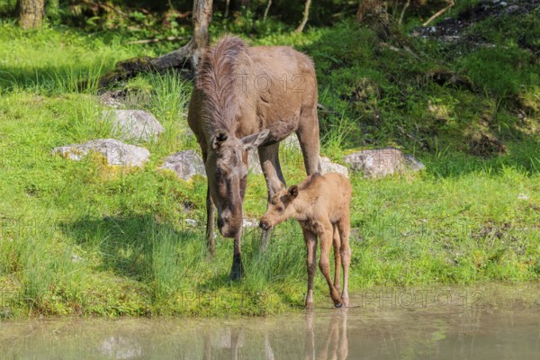 A moose calf and its mother (Alces alces) walk along the bank of a shallow stream on a sunny day in search of fresh food