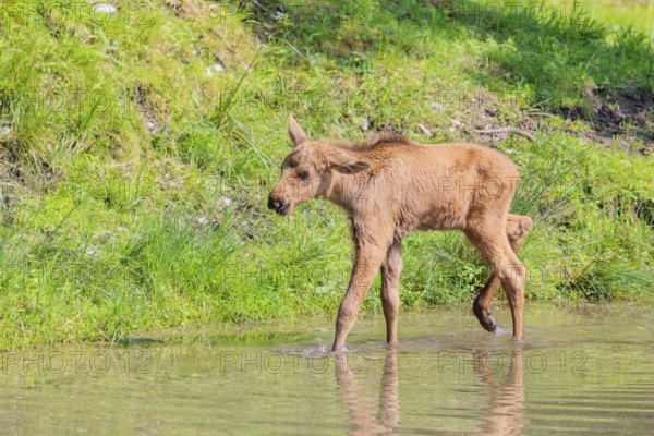 A Moose calf (Alces alces) walks in a shallow stream on a sunny day