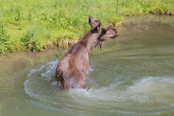 An aggressive bull moose (Alces alces) crosses a stream with splashing water on a sunny day
