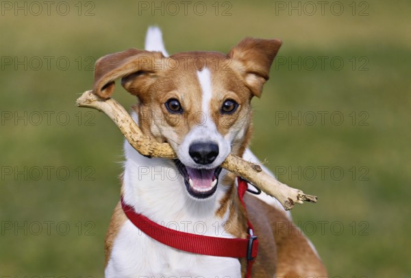 Beagle with branch in mouth jumps across meadow, Switzerland