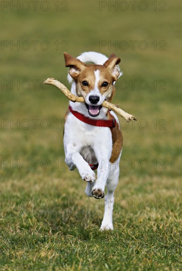 Beagle with branch in mouth jumps across meadow, Switzerland
