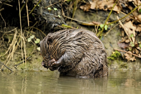 Eurasian beaver, European beaver (Castor fibre), cleaning its face, Canton Zug, Switzerland