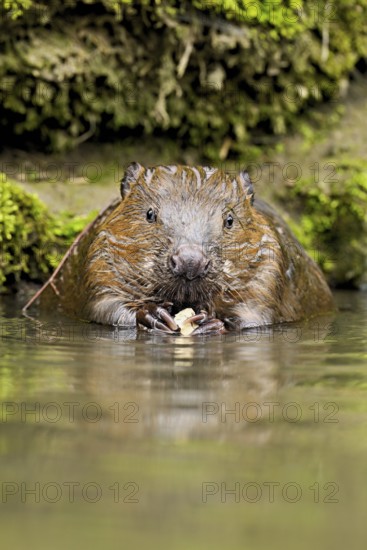 Eurasian beaver, European beaver (Castor fibre), eating an acorn in the water, Canton Zug, Switzerland