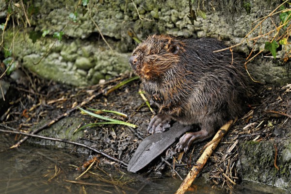 Eurasian beaver, European beaver (Castor fibre), feeding on the shore, Canton Zug, Switzerland