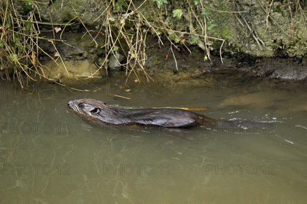 Eurasian beaver, European beaver (Castor fibre), swimming in a stream, Canton Zug, Switzerland