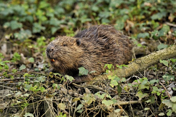 Eurasian beaver, European beaver (Castor fibre), eating leaves on the bank of a stream, Canton Zug, Switzerland