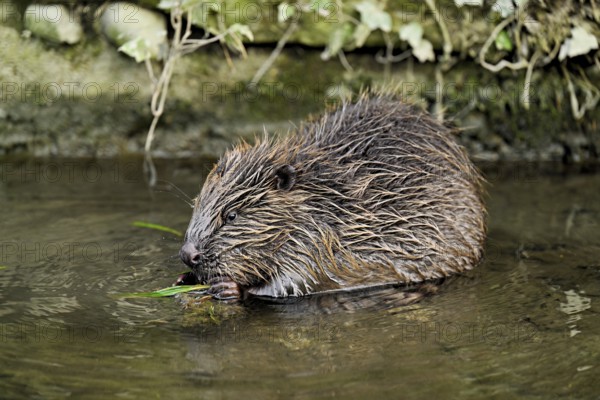Eurasian beaver, European beaver (Castor fibre), eating grass in the water, Canton Zug, Switzerland