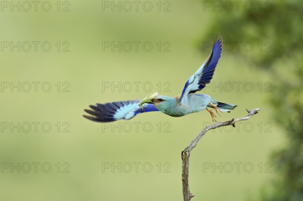 European Roller (Coracias garrulus), with insect in beak on take-off from perch, Bulgaria